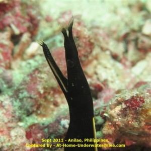 Anilao Sept 2011