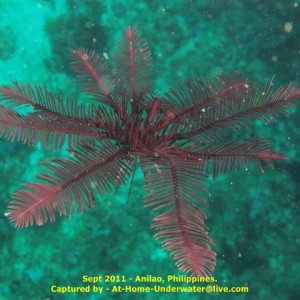 Anilao Sept 2011
