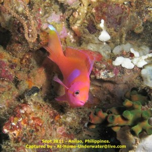Anilao Sept 2011