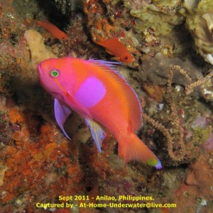 Anilao Sept 2011