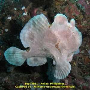 Anilao Sept 2011