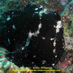 Anilao Sept 2011