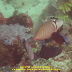 Anilao Sept 2011