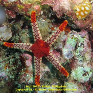 Anilao Sept 2011