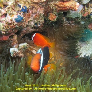 Anilao Sept 2011