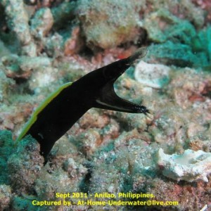 Anilao Sept 2011