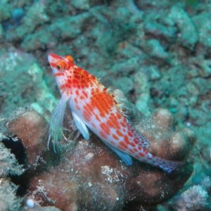 Anilao Sept 2011
