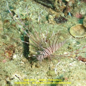 Anilao Sept 2011
