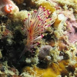 Anilao Sept 2011