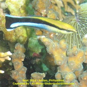 Anilao Sept 2011