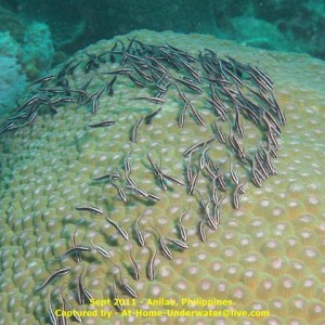 Anilao Sept 2011