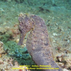 Anilao Sept 2011