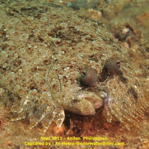 Anilao Sept 2011