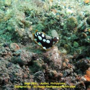 Anilao Sept 2011