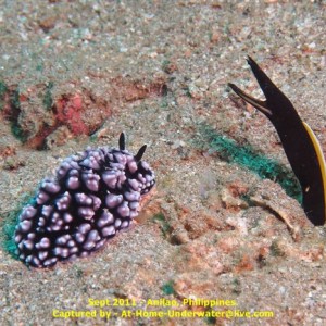 Anilao Sep 2011