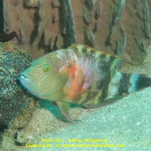 Anilao Sep 2011