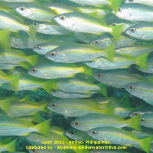 Anilao Sep 2011