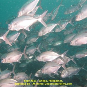 Anilao Sep 2011