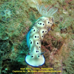 Anilao Sep 2011