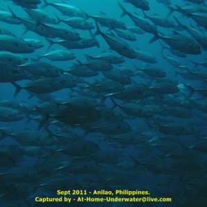 Anilao Sep 2011