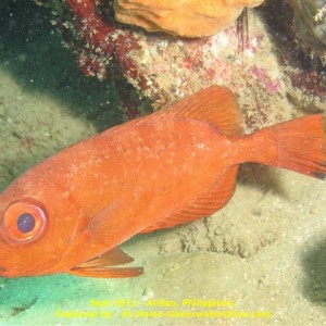 Anilao Sep 2011
