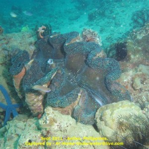Anilao Sep 2011