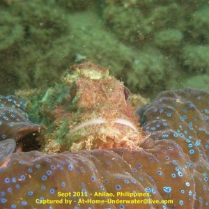 Anilao Sep 2011