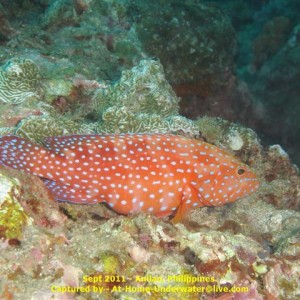 Anilao Sep 2011