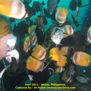 Anilao Sep 2011