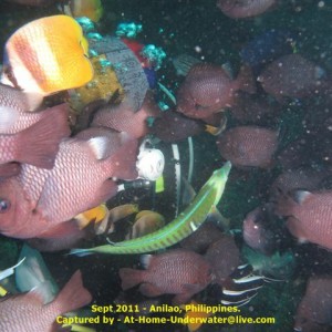 Anilao Sep 2011