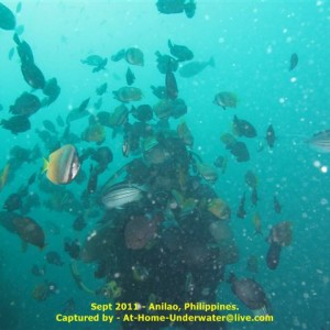 Anilao Sep 2011