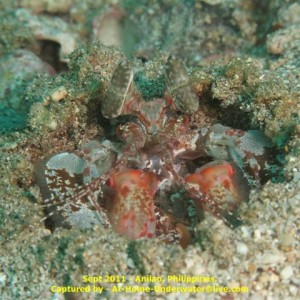 Anilao Sep 2011