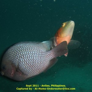 Anilao Sep 2011