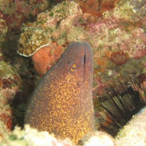 Anilao Sep 2011