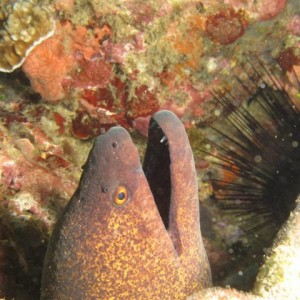 Anilao Sep 2011