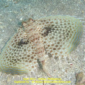 Anilao Sep 2011