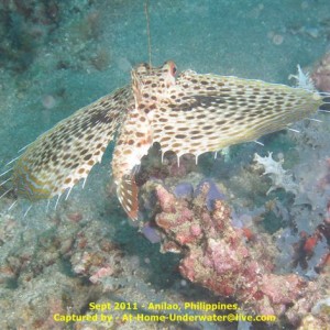 Anilao Sep 2011
