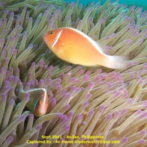 Anilao Sep 2011