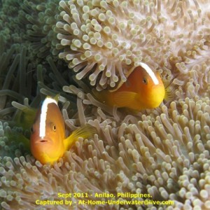 Anilao Sep 2011