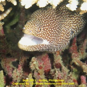 Anilao Sep 2011