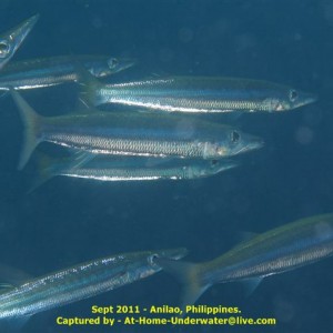Anilao Sep 2011