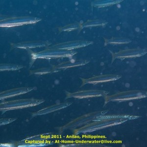 Anilao Sep 2011