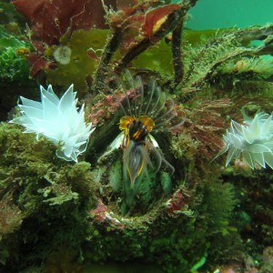 Alabaster Nudibranch & Giant Acorn Barnacle