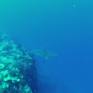 Grey reef shark, Molokini backwall