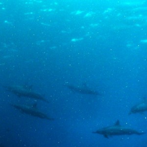 Dolphins at 1st cathedrals Lanai
