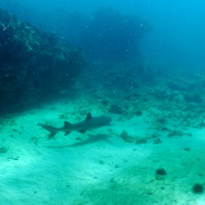 White tip at red hill