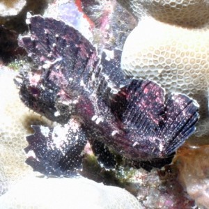 Leaf scorpianfish