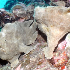 Pair of frogfish