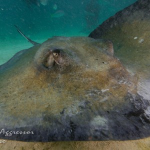 Cayman Aggressor Trip 2011
