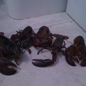 Lobster41